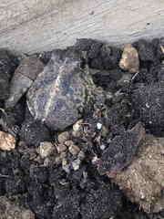 Pleurodema brachyops