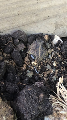 Pleurodema brachyops