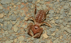 Ceromidae