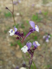 Linaria algarviana