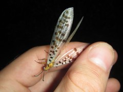 Mjobergia fulviguttata
