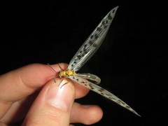 Mjobergia fulviguttata