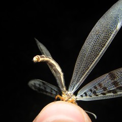 Mjobergia fulviguttata