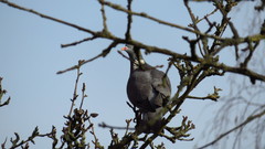 Columba palumbus