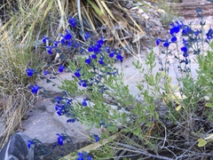 Salvia lycioides