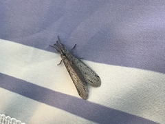 Acanthaclisini