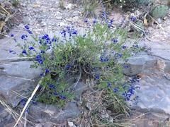 Salvia lycioides