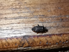Hylopsallus