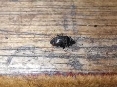 Hylopsallus