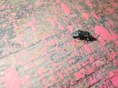 Hylopsallus