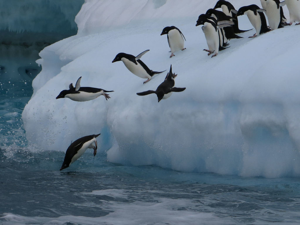 Adélie penguins leaping from an ice edge into the water