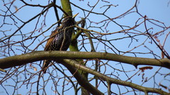 Sturnus vulgaris