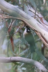 Melithreptus gularis