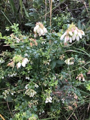 Vaccinium myrsinites image