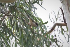 Melithreptus gularis