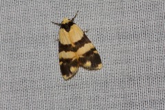 Thallarcha chrysochares