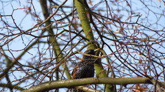 Sturnus vulgaris