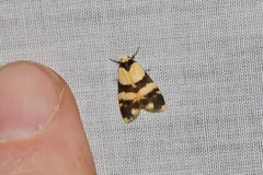 Thallarcha chrysochares