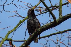 Sturnus vulgaris