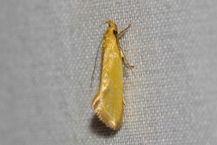 Telocharacta hemicroca