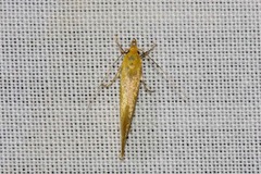 Telocharacta hemicroca