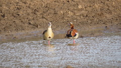 Alopochen aegyptiaca