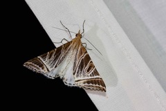 Phrataria replicataria