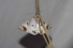 Phrataria replicataria