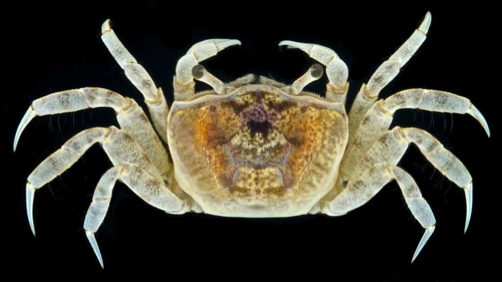 Atlantic Sand Fiddler Crab (MatBio: CRABS, SHRIMPS, JELLYFISH, SEA