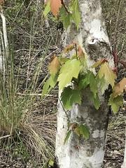 Acer rubrum image