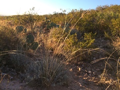 Sporobolus contractus