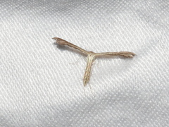 Exelastis phlyctaenias