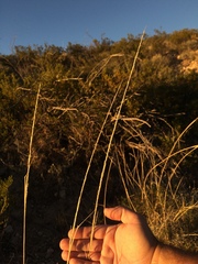 Sporobolus contractus