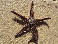 Astropecten polyacanthus