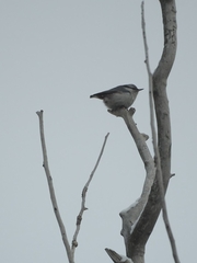 Sitta europaea asiatica