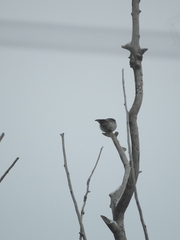Sitta europaea asiatica