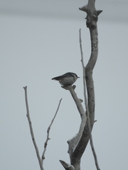 Sitta europaea asiatica
