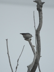 Sitta europaea asiatica