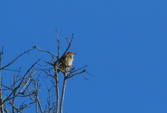 Cisticola chiniana