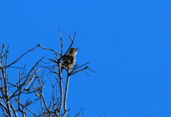 Cisticola chiniana