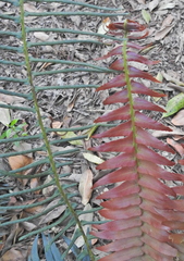 Blechnum attenuatum