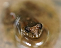 Pseudopaludicola mystacalis