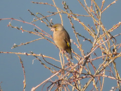 Chloris sinica