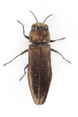Agrilus convexicollis