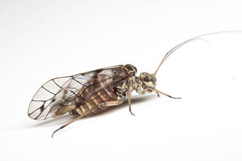 Psococerastis gibbosa (Sulzer, 1776)