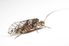 Psococerastis gibbosa