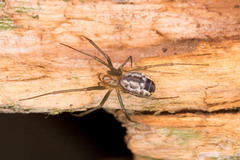 Neriene emphana