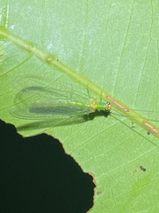 Plesiochrysa atalotis