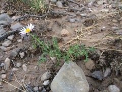 Aphanostephus ramosissimus