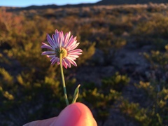 Aphanostephus ramosissimus
